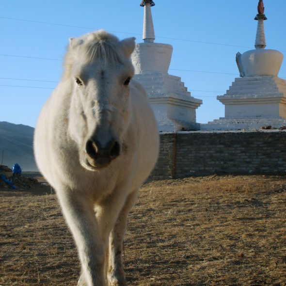 White Horse With Stupas