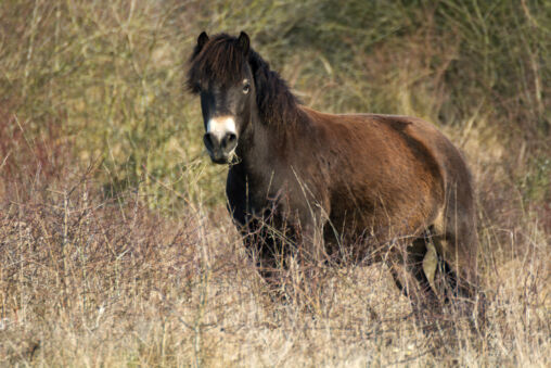 Wild horse - Exmoor pony
