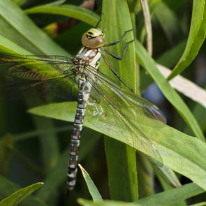 Dragonfly On Reed – Close-Up