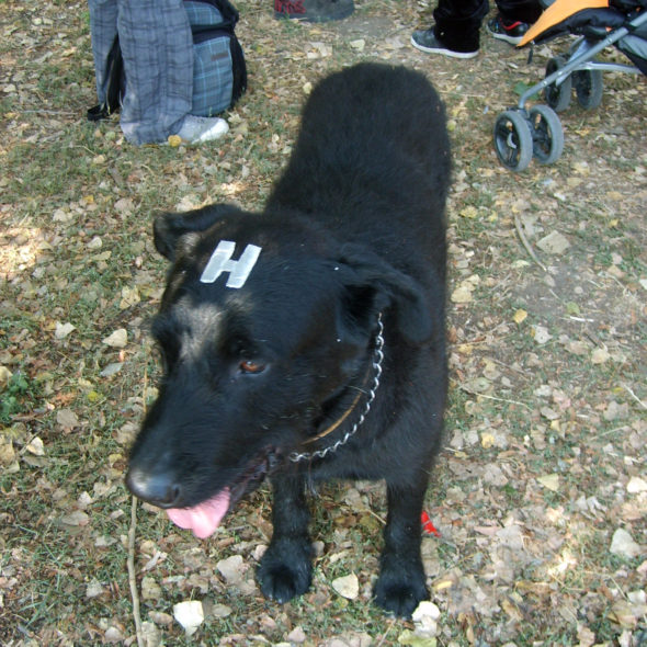 Black dog hologram