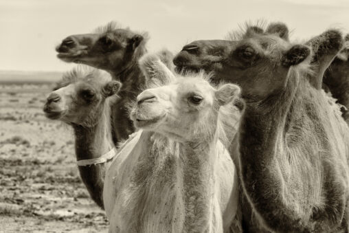 Bactrian camels in Gobi desert