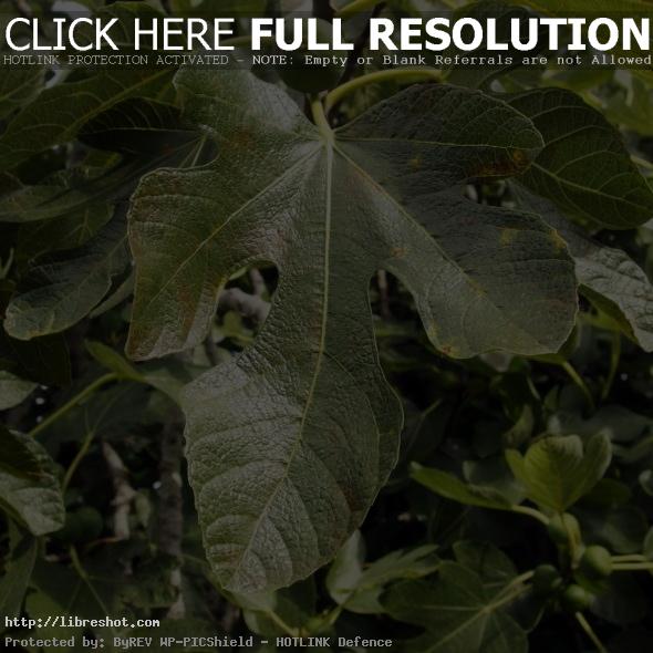 Common Fig Leaf