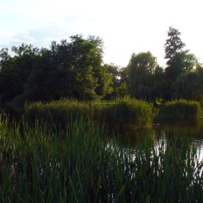 Reed and Lake