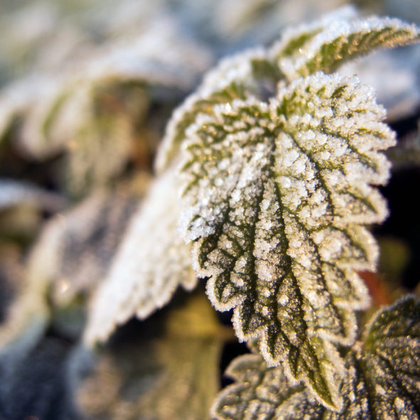 Hoarfrost on a leaf