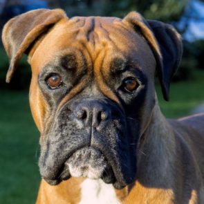 Boxer dog face