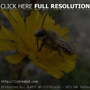 Bee On The Yellow Flower