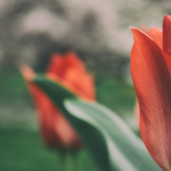 Red tulips – nature art
