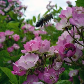 Blossoms and Bee