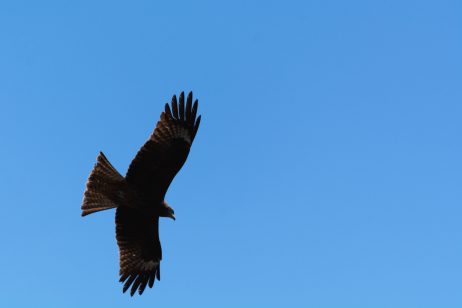 FREE IMAGE: Silhouette of the eagle on the blue sky | Libreshot Public Domain Photos