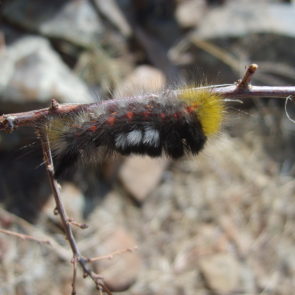 Caterpillar in mongolian steppe