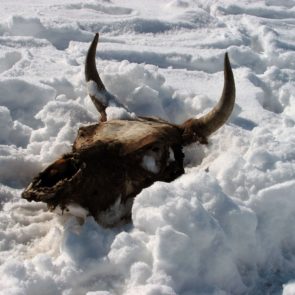 Cow Skull in Snow