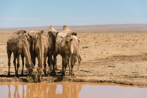 Drinking camels in desert