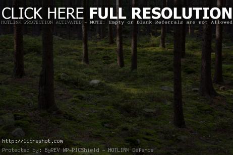Free image of Forest