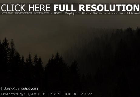 Free image of Forest In Fog