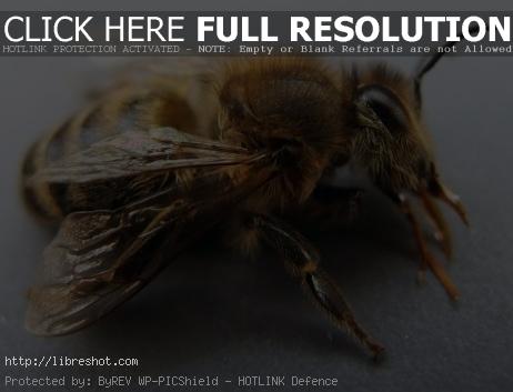 Honey Bee Close Up