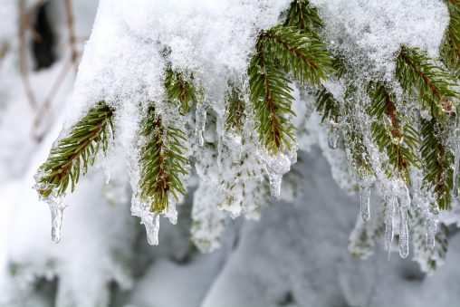 Snowy Spruce Needles