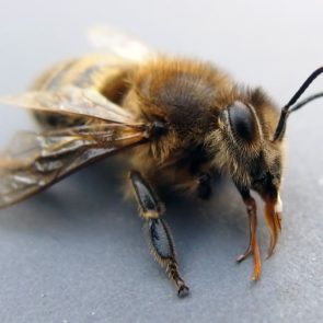 Bee On Macro Photography
