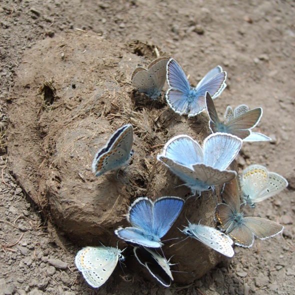 Photo of butterfly in Mongolia