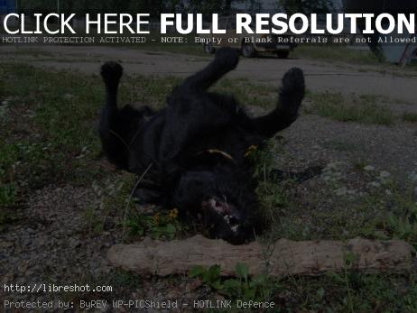 Playing black dog