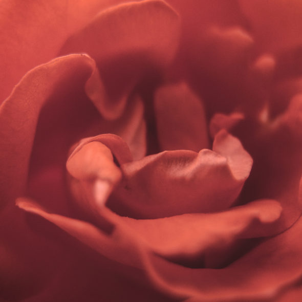 Red Rose Blossom Detail