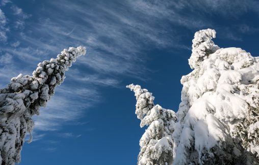 Snowy Trees and Blue Sky