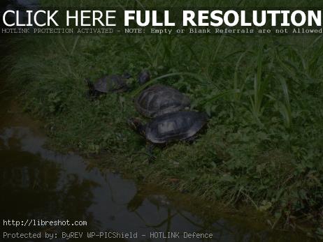 Water turtles
