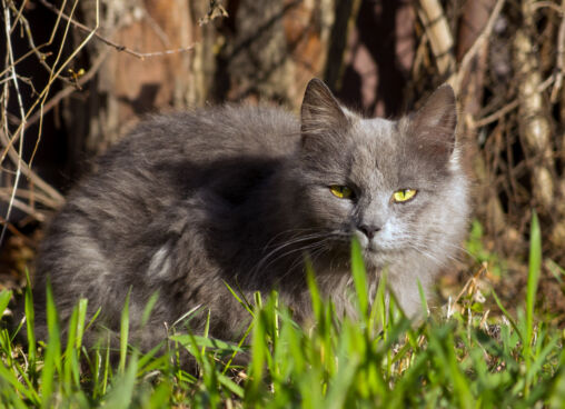 Gray Cat In Grass