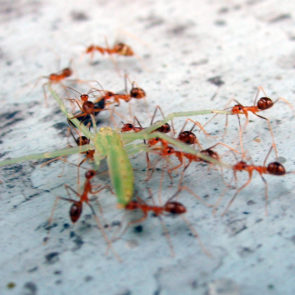 Ants eat the grasshopper