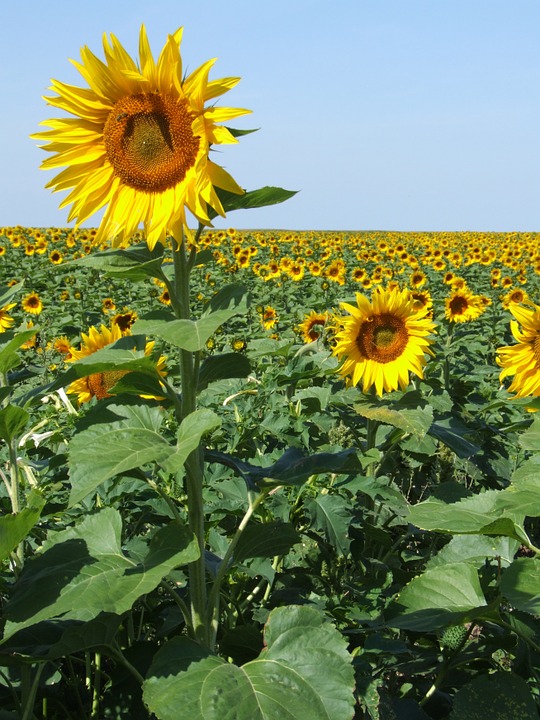 sunflowers, france, field