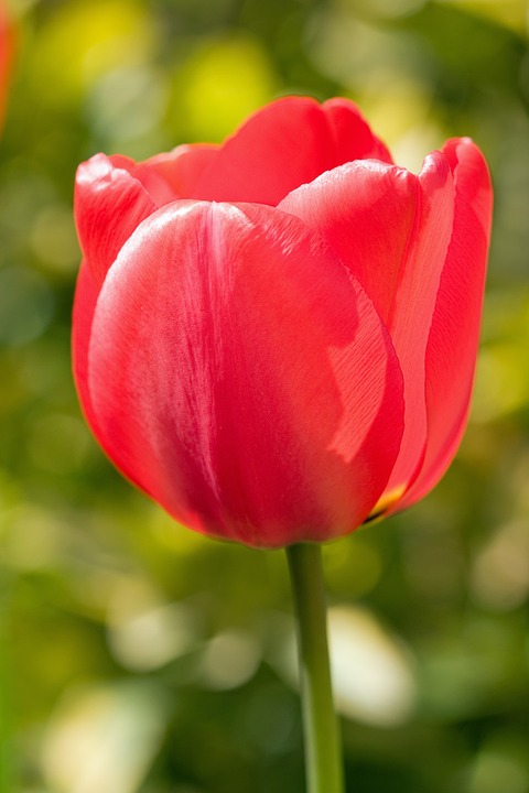tulip, flower, red