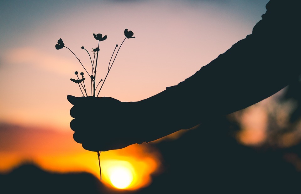 holding, flowers, silhouette