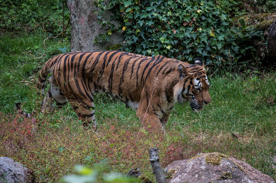 tiger, nature, animal world