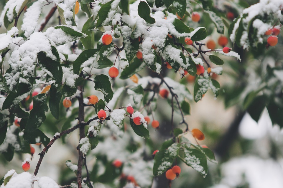 berry, snow, plant