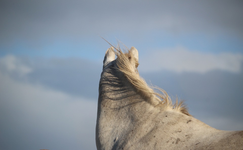 horse, mold, wind