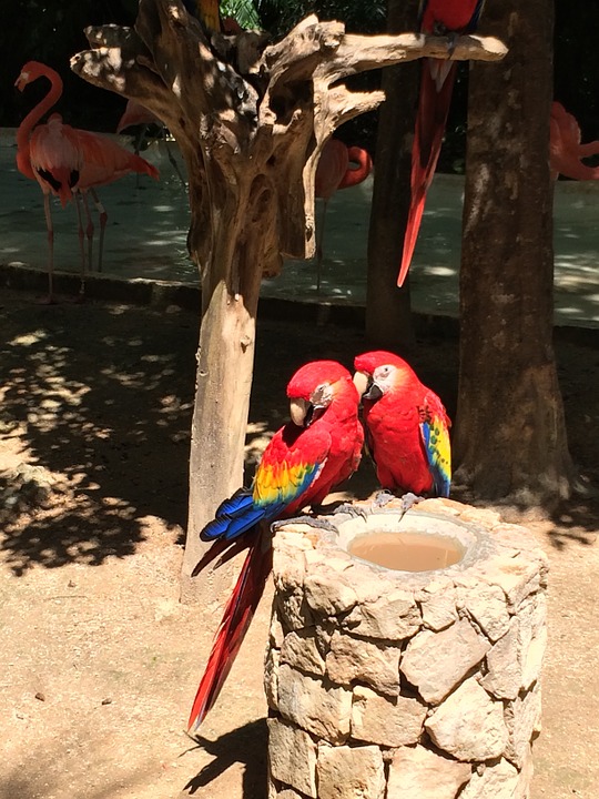 tropical, birds, parrots