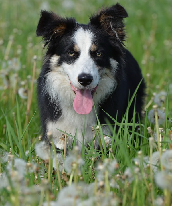 flower meadow, border collie, british sheepdog