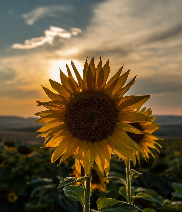 sunflower, sunset, summer