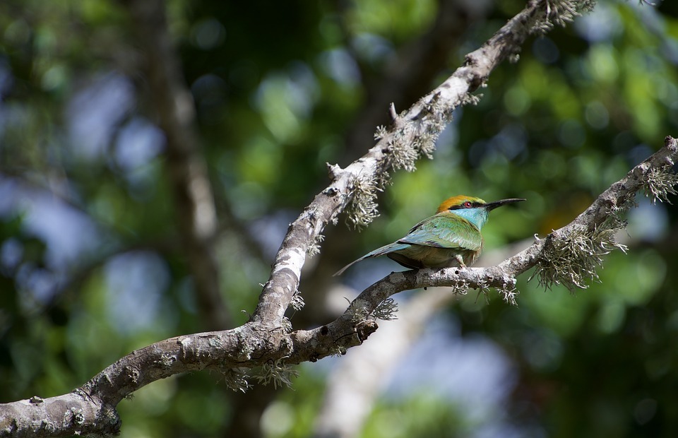 bee-eater, bird, colorful