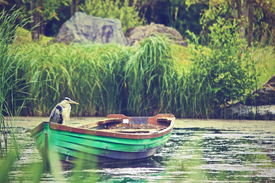 boat, heron, lake