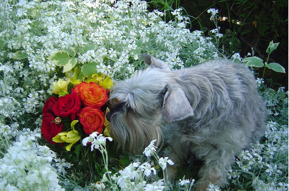 schnauzer smelling the flowers, dog in the garden, dog smelling flowers