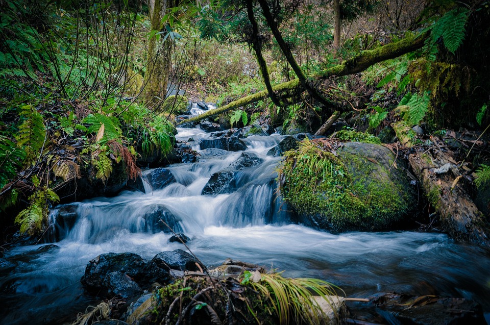 green forest river - forest stream. green  boulders.