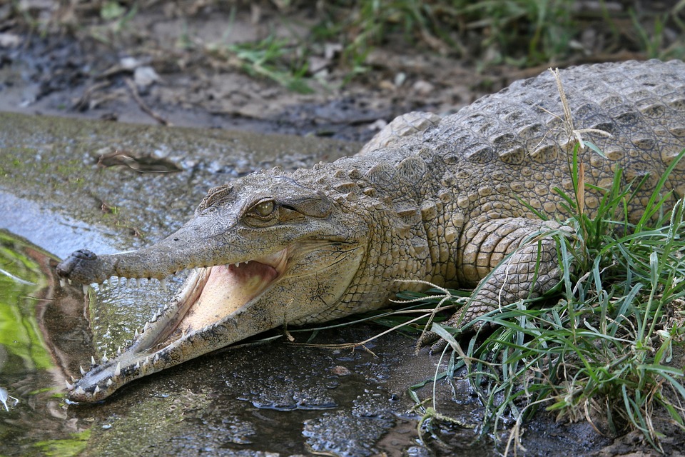 crocodile, open mouthed, reptile