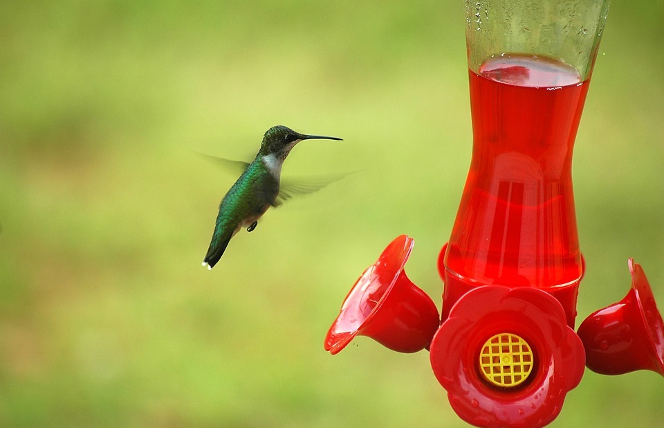 hummingbird, bird, small