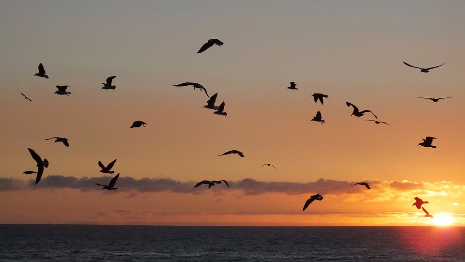 birds, sunset, sea