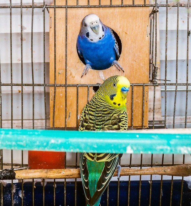 parrots, birds, couple