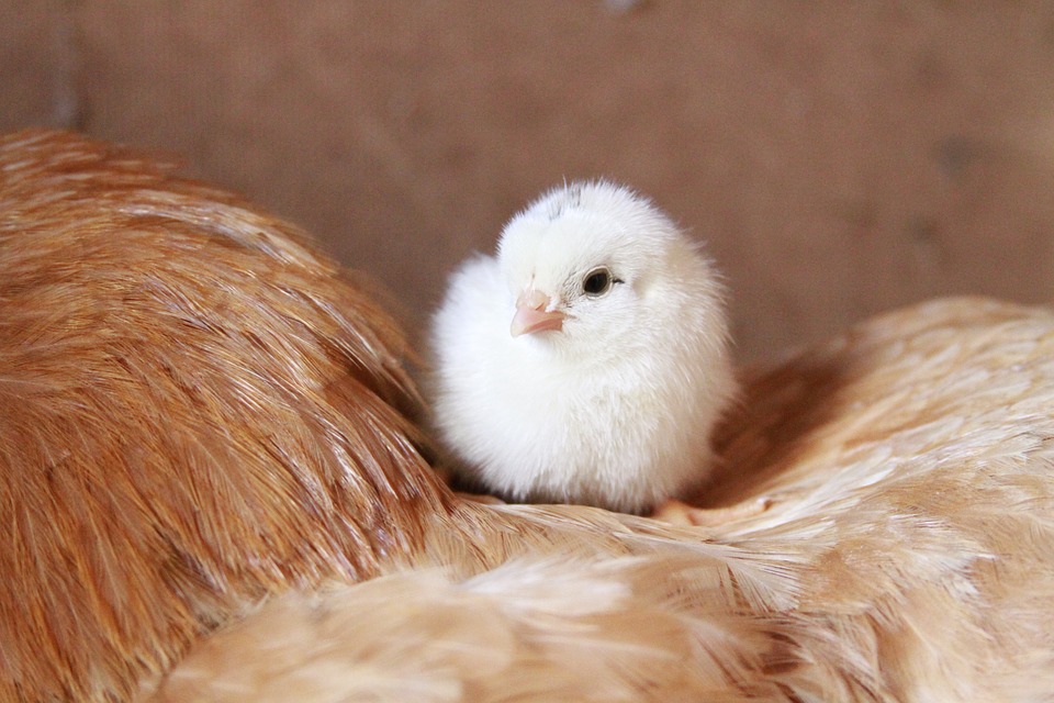 chick, chicken, chicken farm
