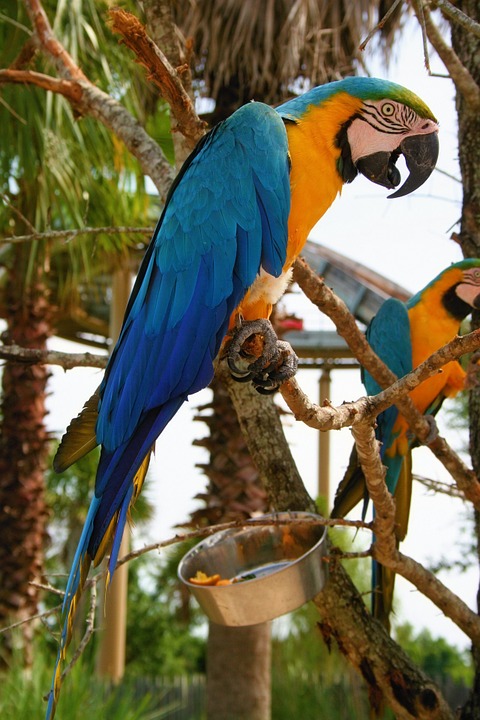 macaw, bird, blue
