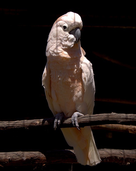 cockatoo, bird, branch