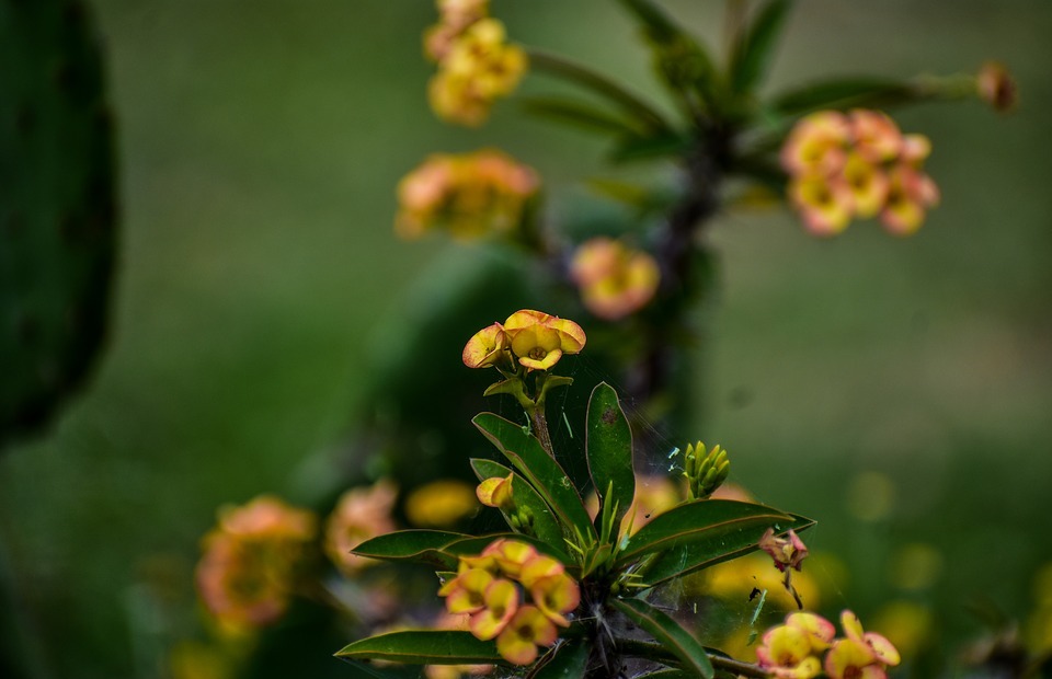 flower, small, yellow