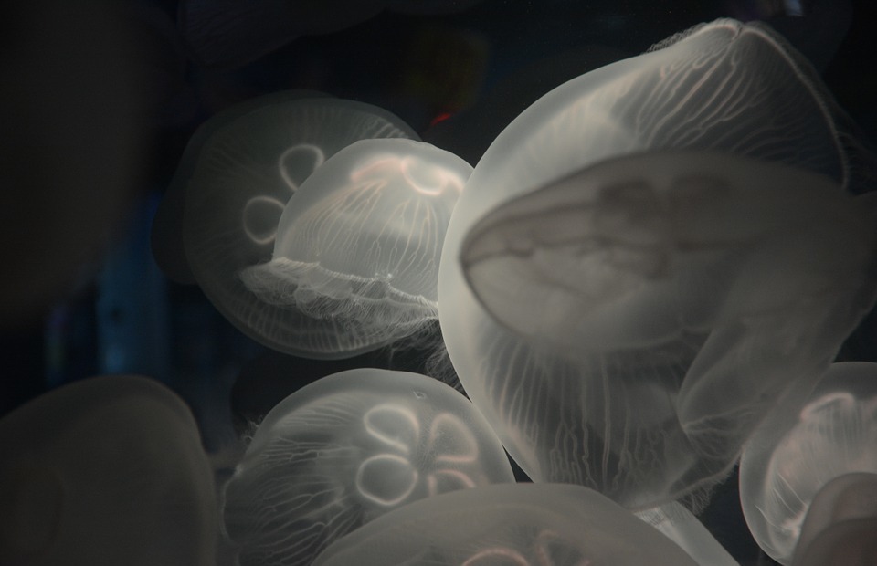 jellyfish, aquarium, underwater